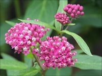 Asclepias incarnata