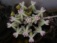 Hoya curtisii