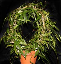 Hoya parviflora